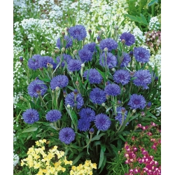 Aciano - azul - variedad enana - semillas (Centaurea cyanus)