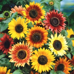 Ornamental sunflower - Autumn beauty - Helianthus annuus
