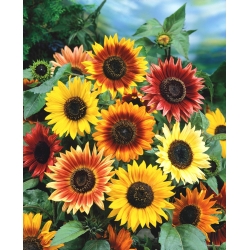 Ornamental sunflower - Autumn beauty - Helianthus annuus