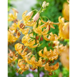 Martagon Lily - Guinea Gold - Large Pack! - 10 pcs.