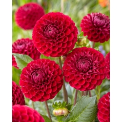 Dahlia - Cornel - pom-pom flowered
