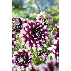 Dahlia - Mystery Day - Large Pack! - 10 pcs