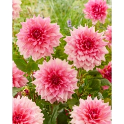 Dahlia - Otto's Trill - Large Pack! - 10 pcs