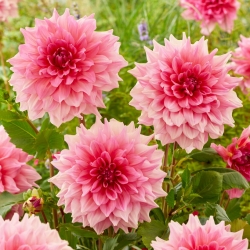 Dahlia - Otto's Trill - Large Pack! - 10 pcs