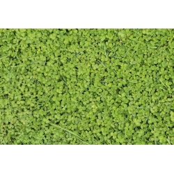Vitklöver 'Euromic' - 500g frön (Trifolium repens)