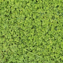 Baltasis dobilas 'Euromic' - 500 g sėklų (Trifolium repens)