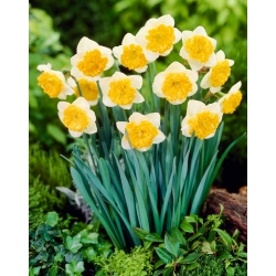 Daffodil - Blues - Large Pack! - 50 pcs