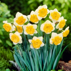 Daffodil - Blues - Large Pack! - 50 pcs