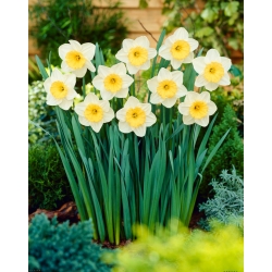 Narcis - 'Fragrant Breeze' - 5 st