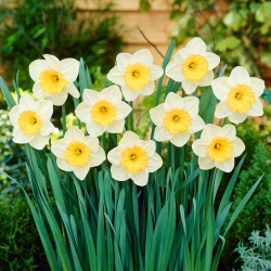 Narcizas - Fragrant Breeze - 5 gėlių svogūnėlių