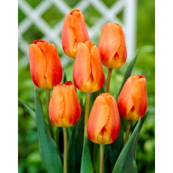 Tulipan "Lighting Sun" - 5 čebulic