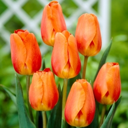 Tulpė - Lighting Sun - 5 gėlių svogūnėlių