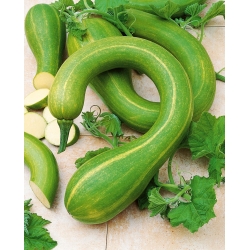 Zucchini, Kürbis 'Tromboncino D'Albenga' - Samen (Cucurbita moschata)