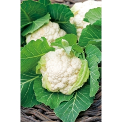 Chou-fleur 'Igloo' - blanc, précoce - graines (Brassica oleracea)