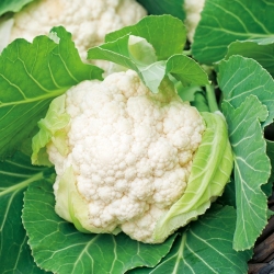 Coliflor 'Igloo' - blanca, temprana - semillas (Brassica oleracea)