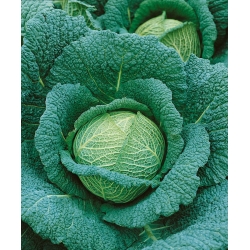 Cavolo verza ‘Blistra F1’ - semi (Brassica oleracea)