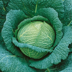 Savoy cabbage 'Blistra F1' - seeds (Brassica oleracea)