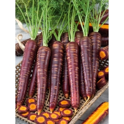 Morkos 'Paloma' - sėklos (Daucus carota)