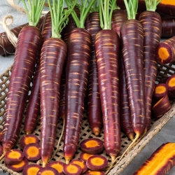 Morcov 'Paloma' - semințe (Daucus carota)