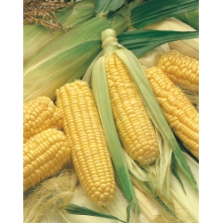 Слатки кукуруз "Златни патуљак" - 120 семена - Zea mays convar. saccharata var. Rugosa