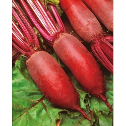 Rdeča pesa 'Kier' - 100g semena (Beta vulgaris)