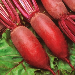 Beetroot "Kier" - cylindrical, long roots - 500 seeds