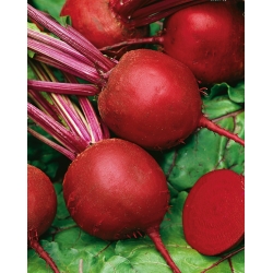 Burokėliai raudoniej - apvalus, tamsiai raudonas - 100 gramų - 5000 sėklos - Beta vulgaris L.