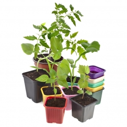 Green 8 x 8 cm square nursery pot - 20 pieces