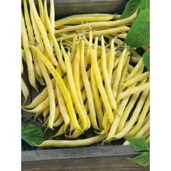 Trpasličí fazuľa "Golden Teepee" - stredne skorá - 120 semien - Phaseolus vulgaris L. - semená