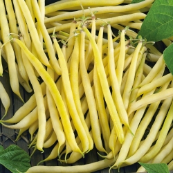 Škrat francoski fižol "Zlati teepee" - srednje zgodaj - 120 semen - Phaseolus vulgaris L. - semena