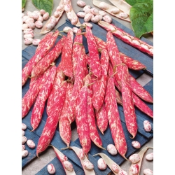 Dværgbønne "Borlotto rosso" - farverige bælg og frø, til tørrede frø - 