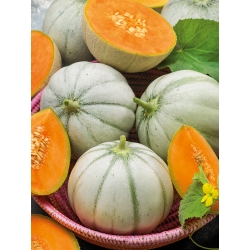 Melon - Charentaise - 60 frø - Cucumis melo L.