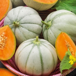 Melon - Charentaise - 60 frön - Cucumis melo L.