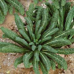 Kale "Tuscan Black" - Variasi jenis Tuscan - 540 biji - Brassica oleracea L. var. sabellica L. - benih