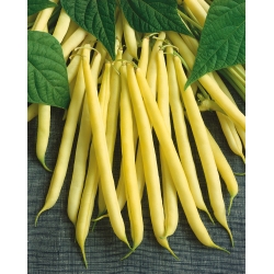 Fasole galbenă franceză "Maxidor" - soiuri gustoase și fără șuruburi - 120 de semințe - Phaseolus vulgaris L.