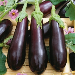 Aubergine "Violetta Lunga 3"; vânătă -  Solanum melongena - semințe