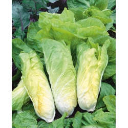 Leaf endive "Bianca di Milano" - can be grown under covers all year long