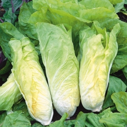 Leaf endive "Bianca di Milano" - can be grown under covers all year long