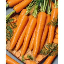 Morcov "Sukces" - varietate târzie, stocabilă - 4250 de semințe - Daucus carota ssp. sativus 