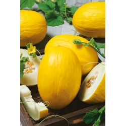 Yellow Canary 2 honeydew melon - an early, yellow, oval, sweet, and aromatic variety