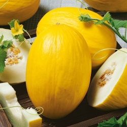 Melon jaune canari 2 - une variété précoce, jaune, ovale, sucrée et aromatique - 