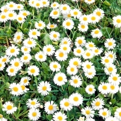 English Daisy - 10g seeds (Bellis perennis)