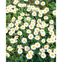 English Daisy - 10g seeds (Bellis perennis)