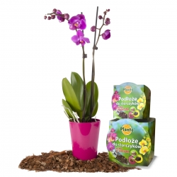 Orchid soil with a pot - Planta - 12 cm