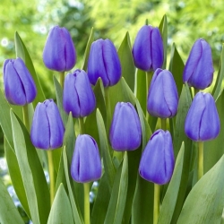 Tulip Blue - paquete XXXL! - 250 piezas