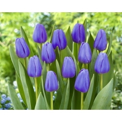 Tulip Blue - XXXL package! - 250 pcs