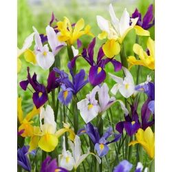 Vilkdalgis (Iris) - Veislių mišinys - 10 gėlių svogūnėlių
