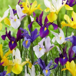 Iris - Směs holandských kosatců - 10 květinových cibulek