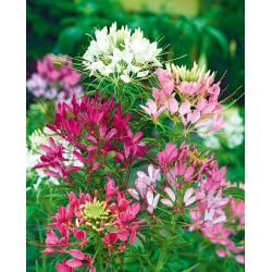 Cleome mixed seeds - Cleome spinosa - 450 seeds