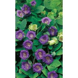 Purple kauss un cepšanas vīnogulāju sēklas - Cobaea scandens - 6 sēklas
